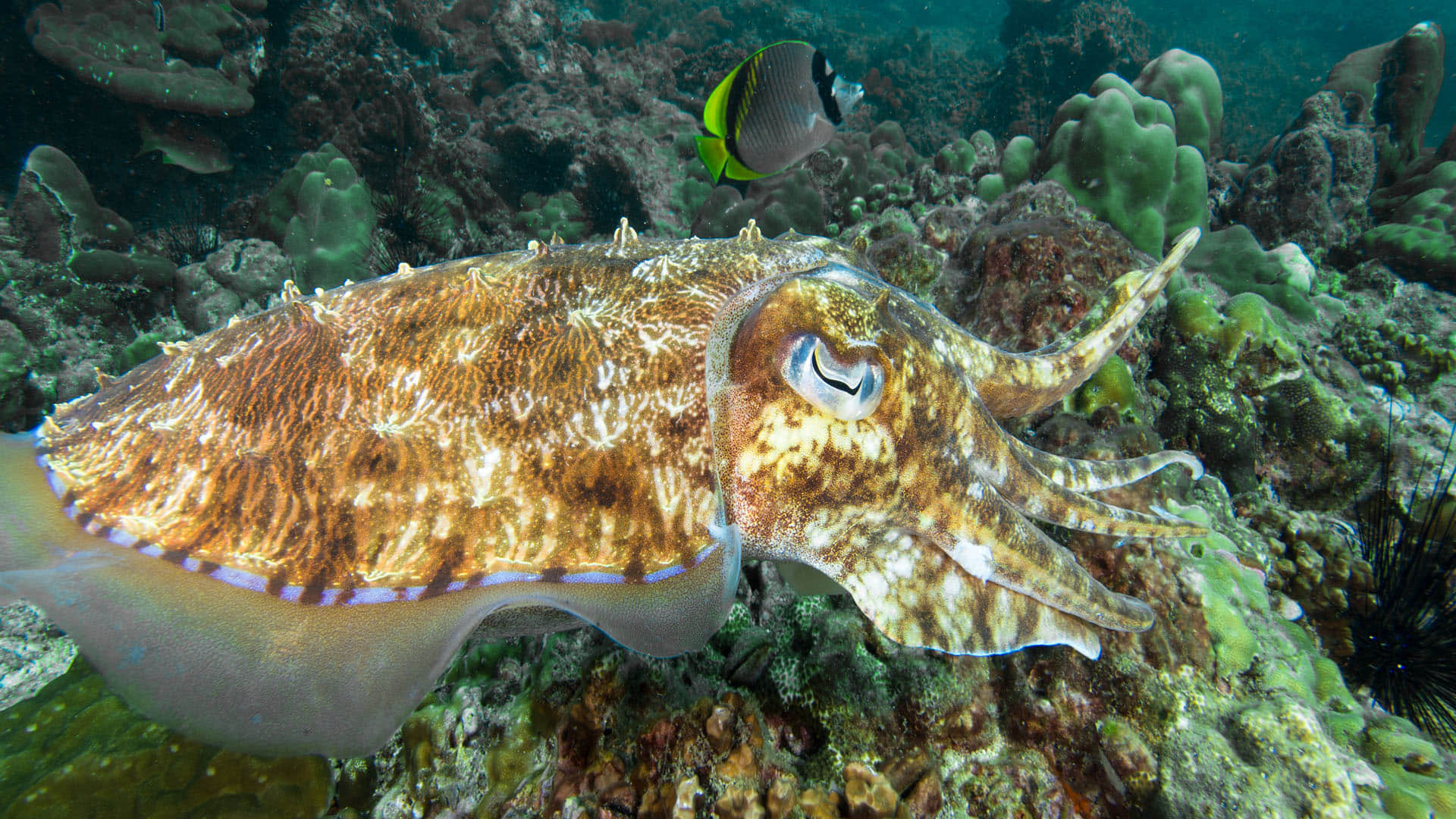 Know Which Is Most Venomous Creature In The World News In Hindi