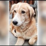 कुत्ता (सांकेतिक फोटो)