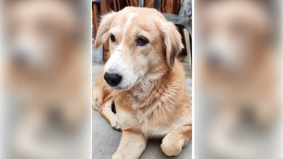 Case registered against a youth in case of a dog killed in Muzaffarnagar