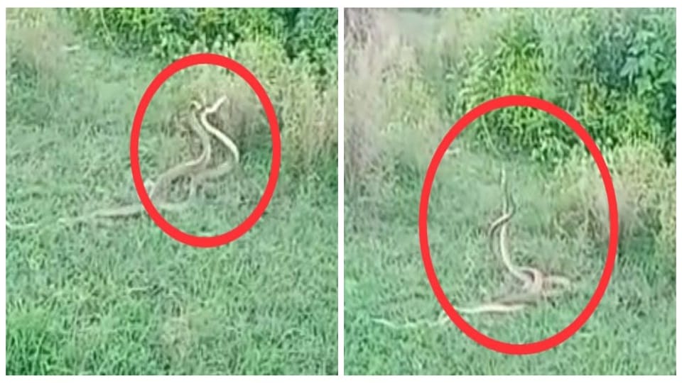 two snakes romancing in open farm caught on camera viral pictures in agra