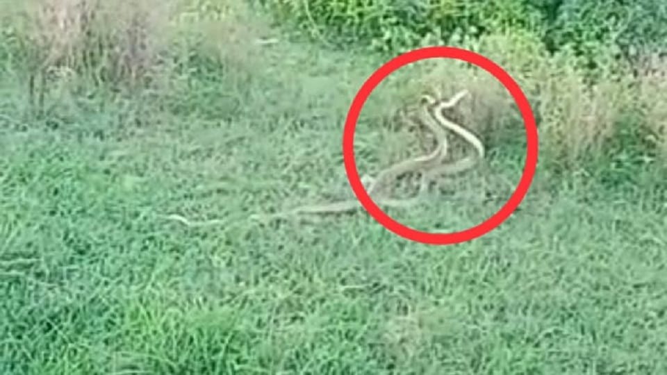 two snakes romancing in open farm caught on camera viral pictures in agra