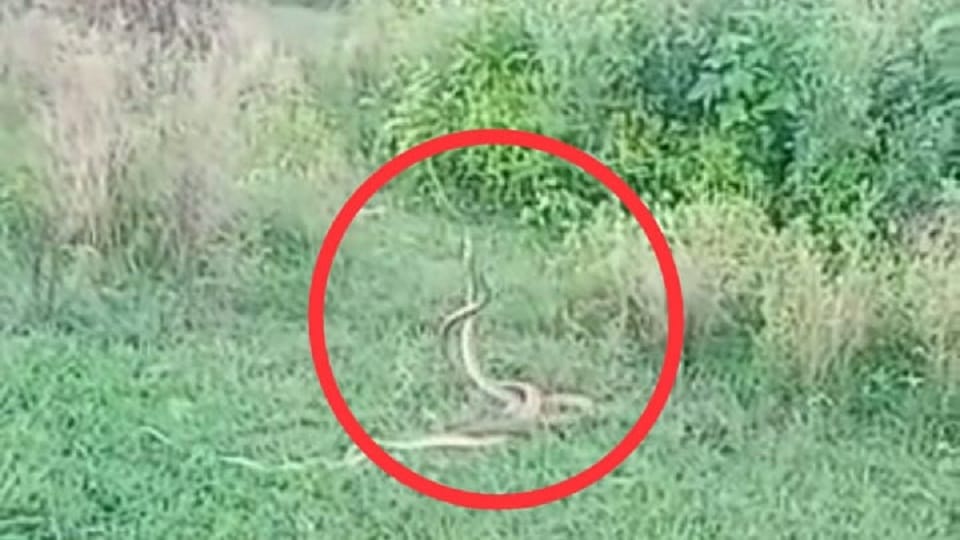 two snakes romancing in open farm caught on camera viral pictures in agra