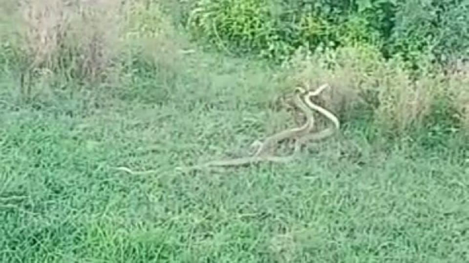 two snakes romancing in open farm caught on camera viral pictures in agra