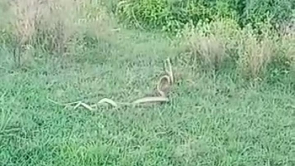 two snakes romancing in open farm caught on camera viral pictures in agra