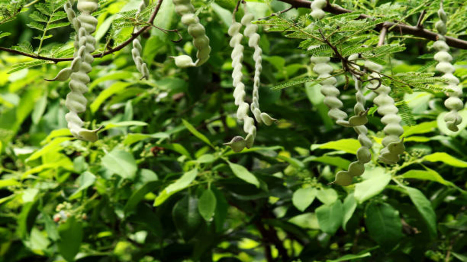 Vastu Tips Plants Should Never Be Planted Inside House To Avoid Money Loss And Family Problems In Hindi