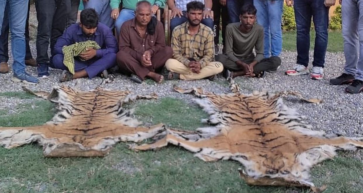 Four smugglers arrested with two tiger skins