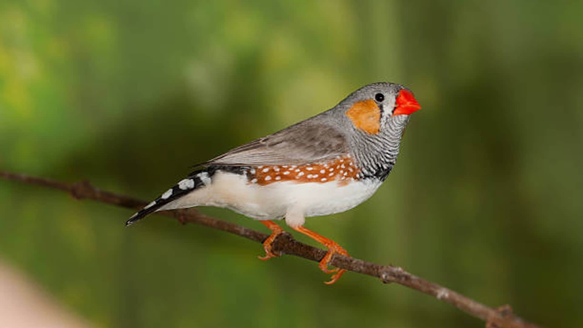 Avian Birds Population Declines Due to Scorching Heat Wave Know About Study Report in Hindi