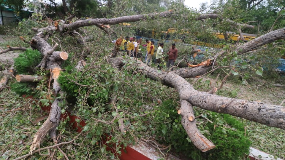 Tree fell on children at Carmel Convent School in Chandigarh 