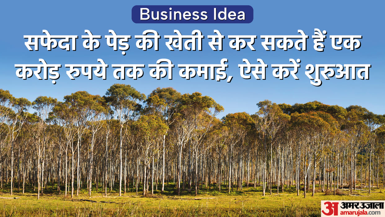Eucalyptus Farming Ideas Farmers Can Earn Crores Know How to do Safeda ki Kheti in Hindi