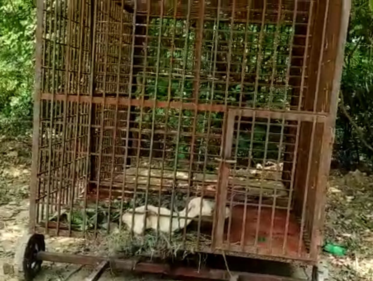 leopard,forest department,dm awas