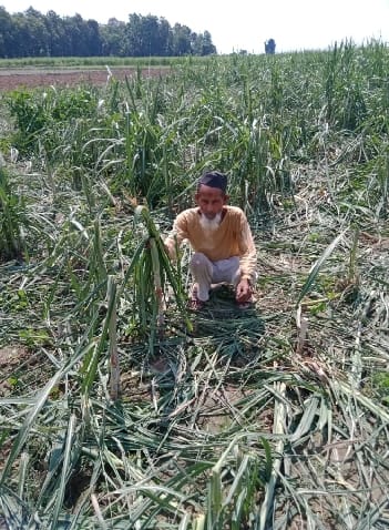 The wild elephants that came out of Dudhwa trampled the paddy-sugarcane crop
