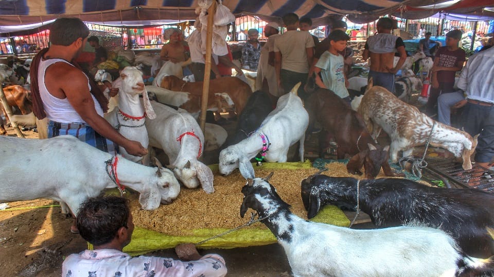 price of sultan is five lakhs in goat market located in jama masjid