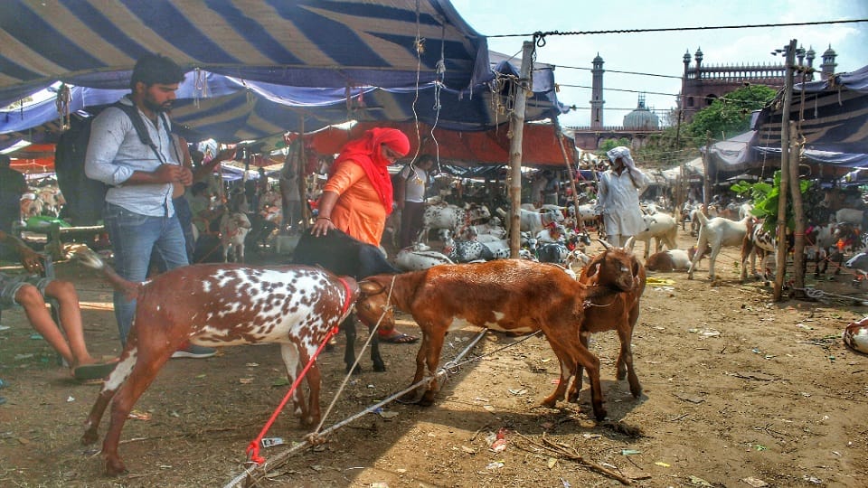 price of sultan is five lakhs in goat market located in jama masjid