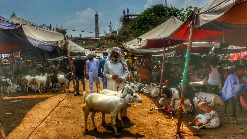 price of sultan is five lakhs in goat market located in jama masjid