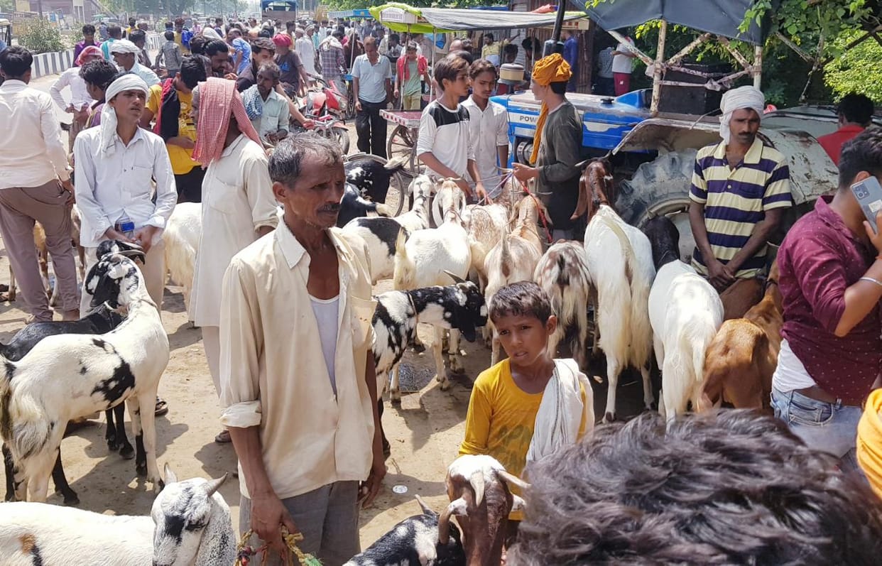 1232 goats worth 2.5 crores sold in animal penetration