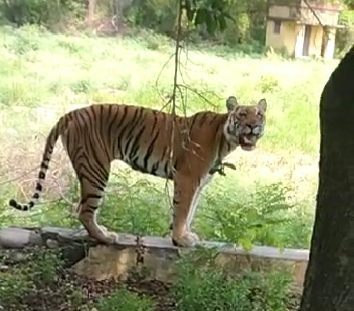 tiger again seen in ramganga park
