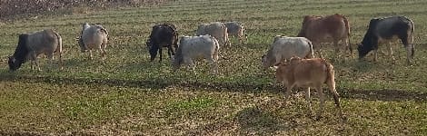 A young man who ran away from the farm died in a bull attack