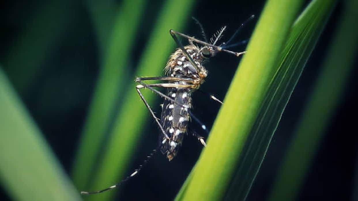 Indian Scientists ICMR Discovered Special Mosquitoes to Control Dengue and Chikungunya Infection