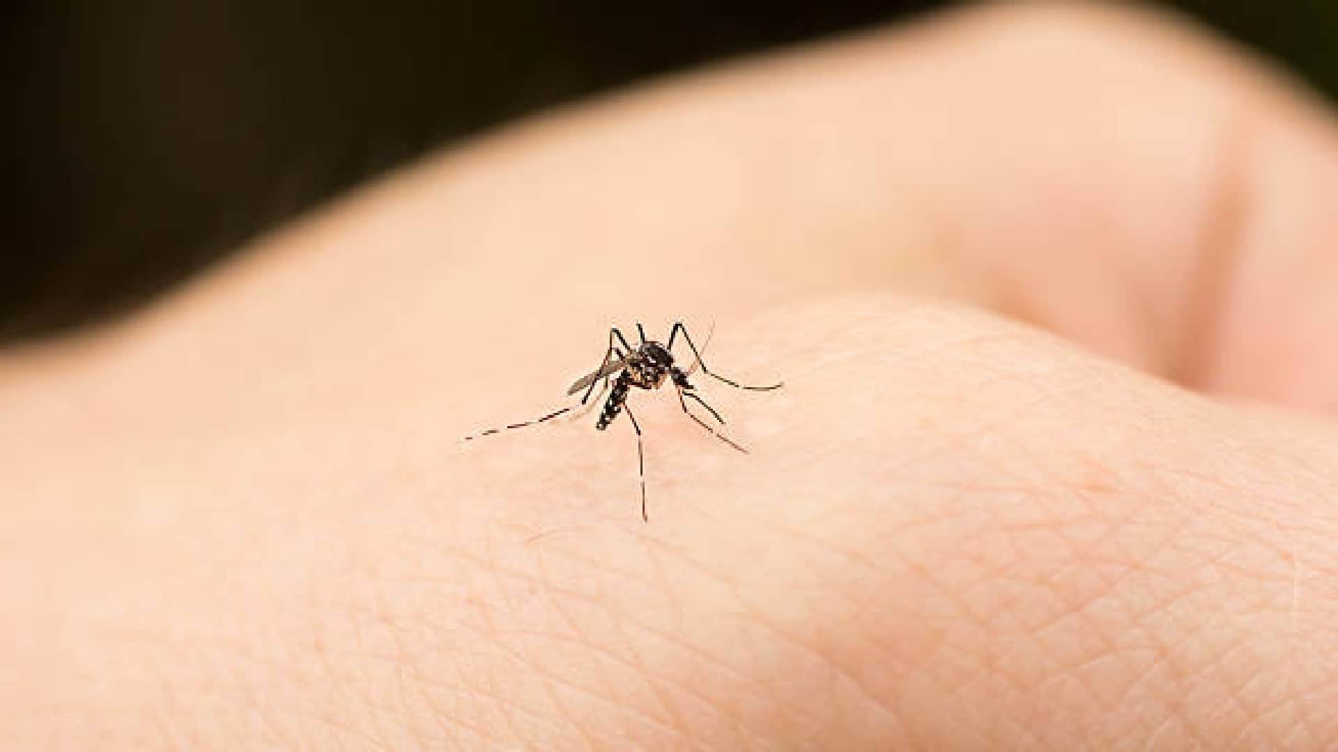 Indian Scientists ICMR Discovered Special Mosquitoes to Control Dengue and Chikungunya Infection
