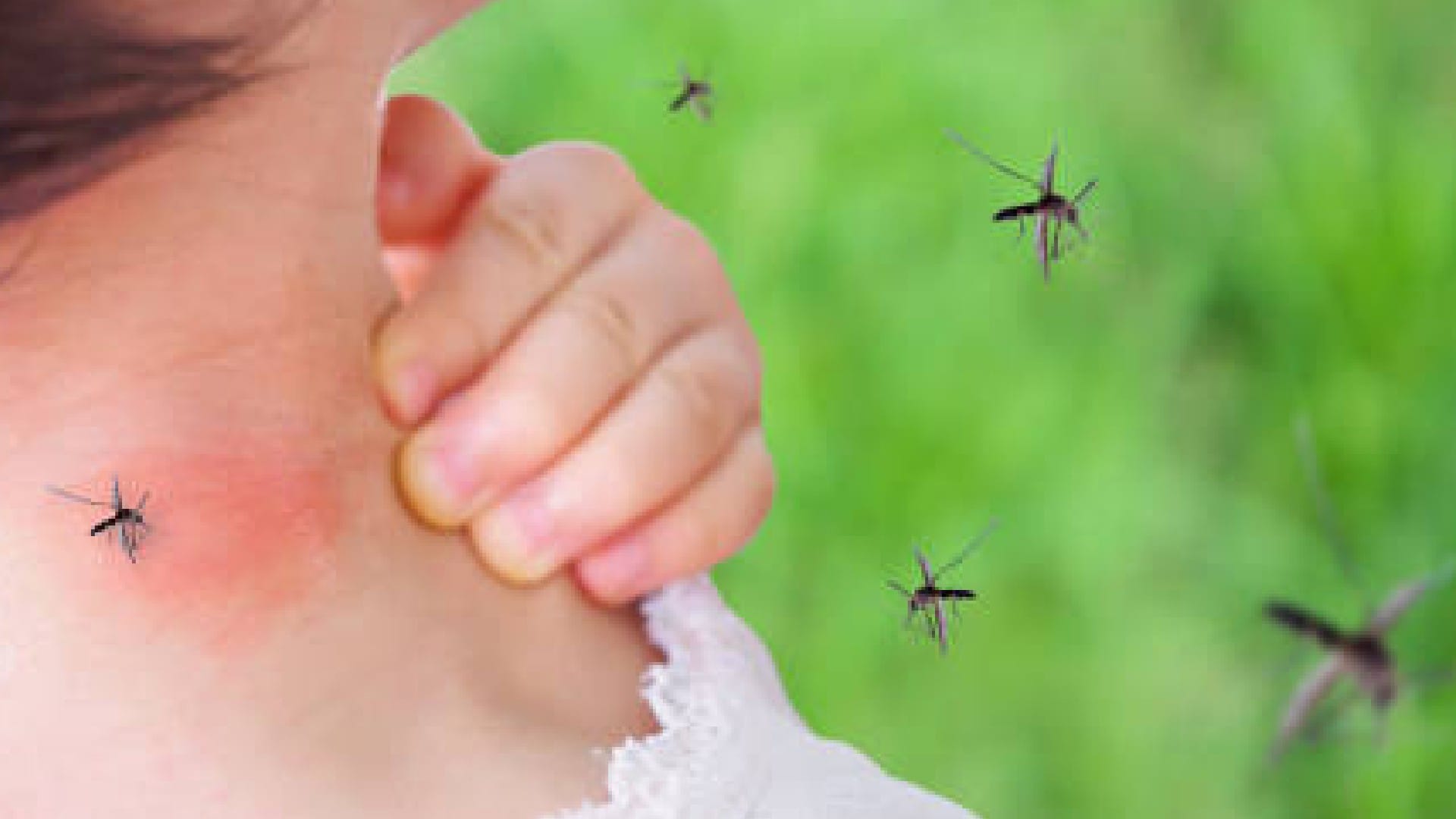 Soaps Fragrance Attracts Mosquitoes According To New Research detail In Hindi