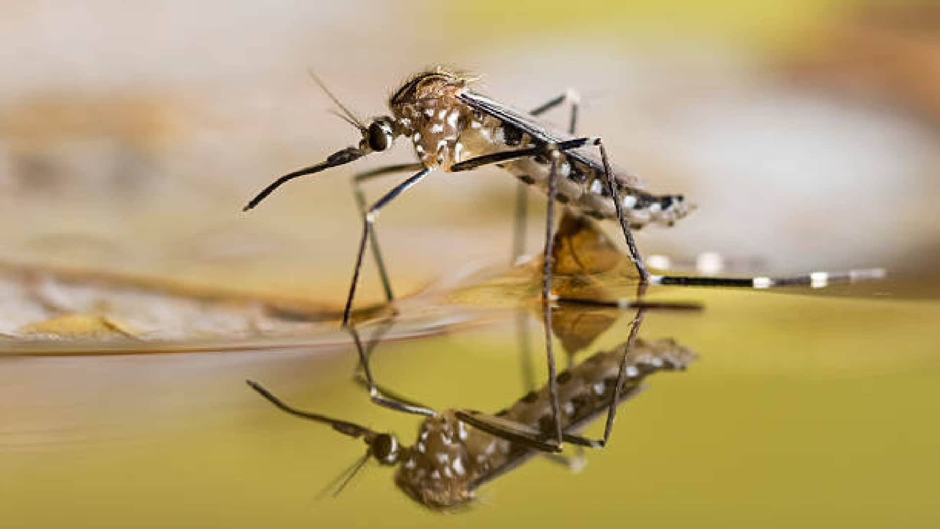 Indian Scientists ICMR Discovered Special Mosquitoes to Control Dengue and Chikungunya Infection