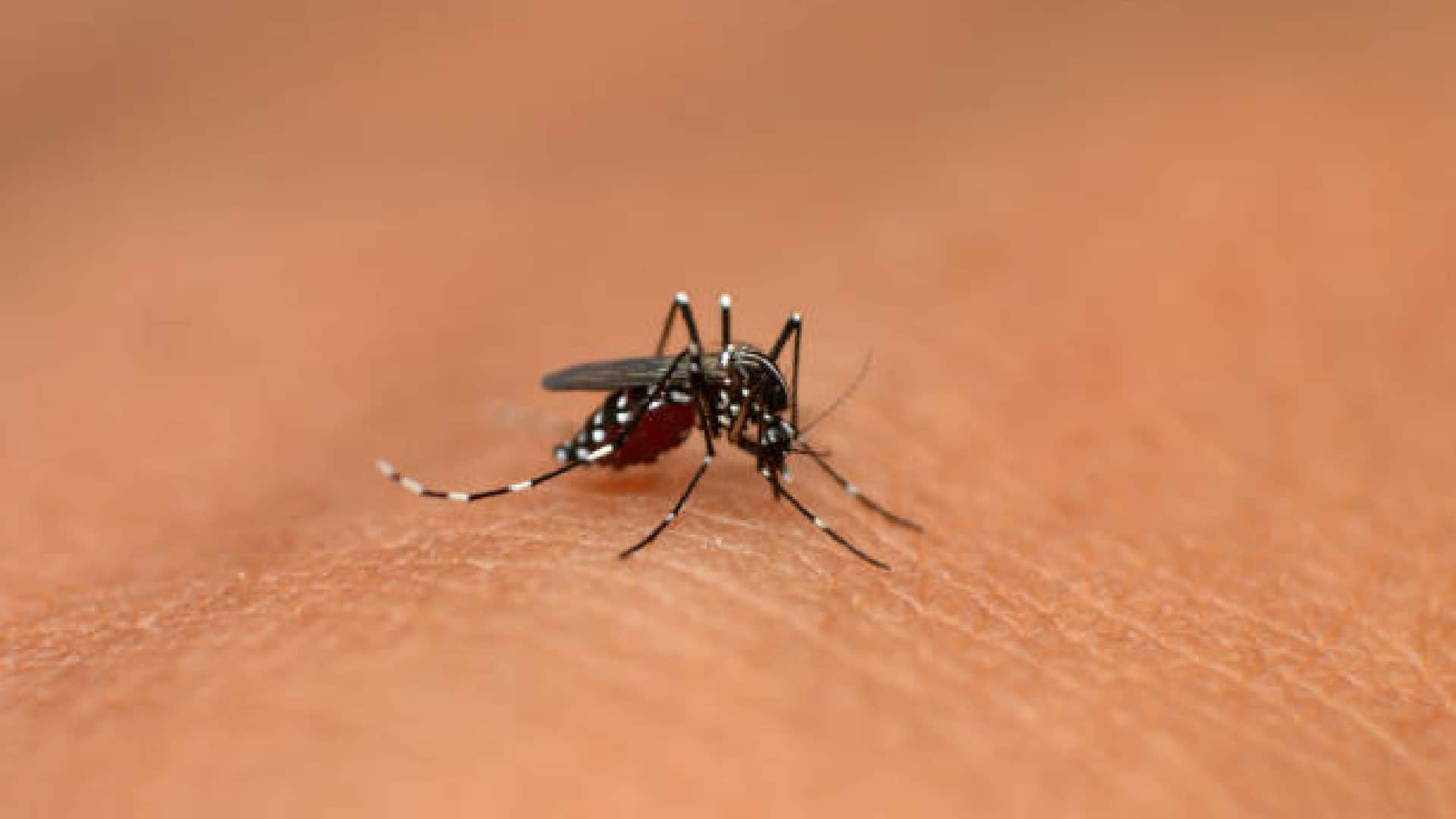Indian Scientists ICMR Discovered Special Mosquitoes to Control Dengue and Chikungunya Infection