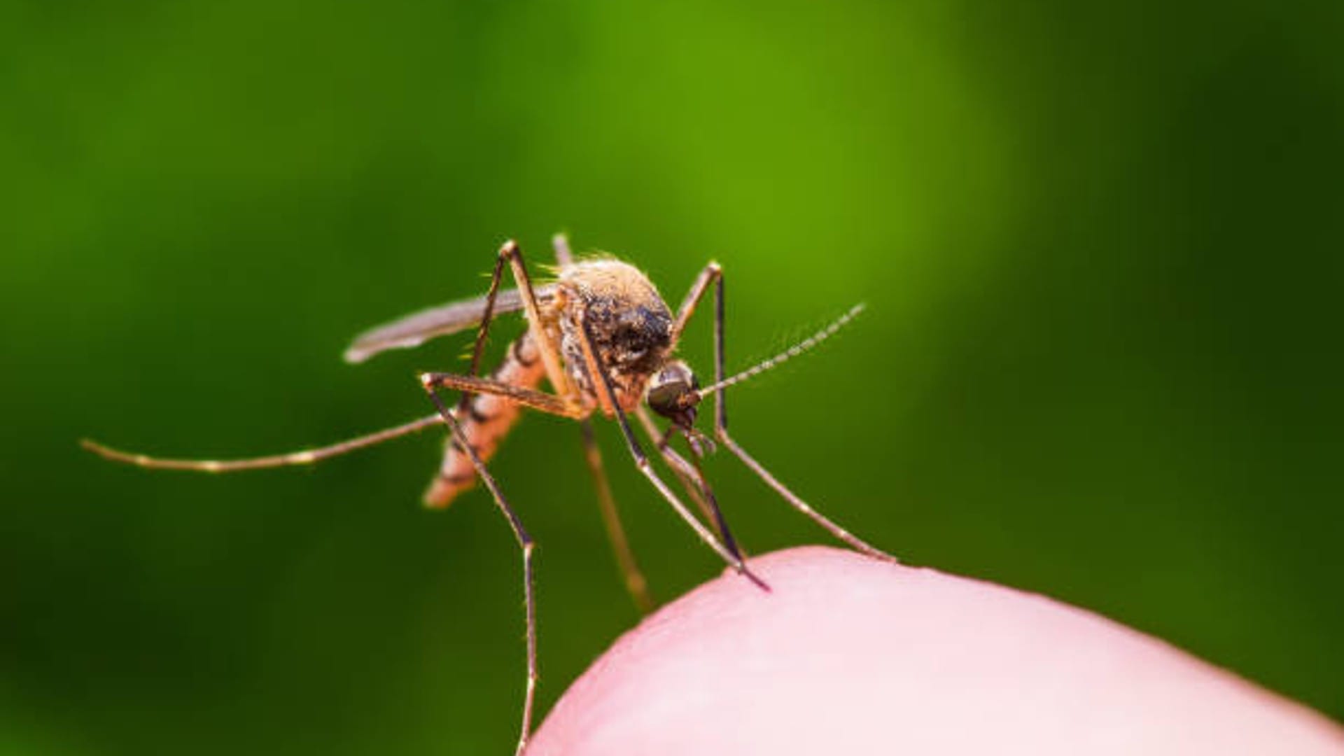 mosquito coils good or bad for our health, know its harmful effects in hindi