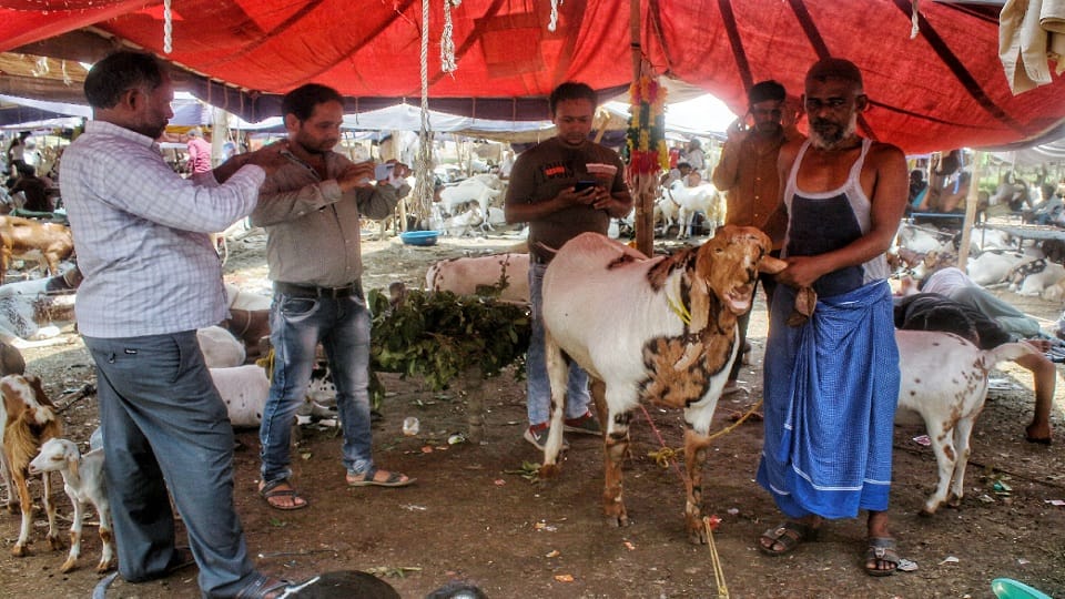 price of sultan is five lakhs in goat market located in jama masjid