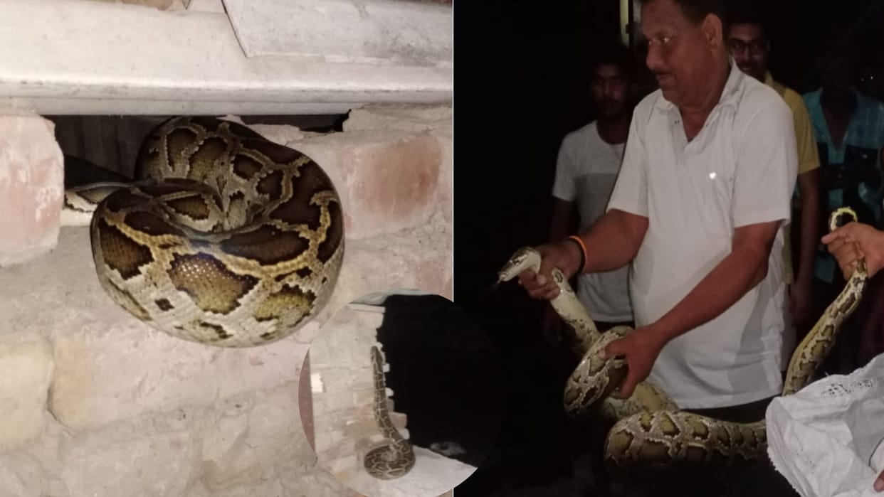 UP: Python found in town of Meerut, Forest Department called for rescue