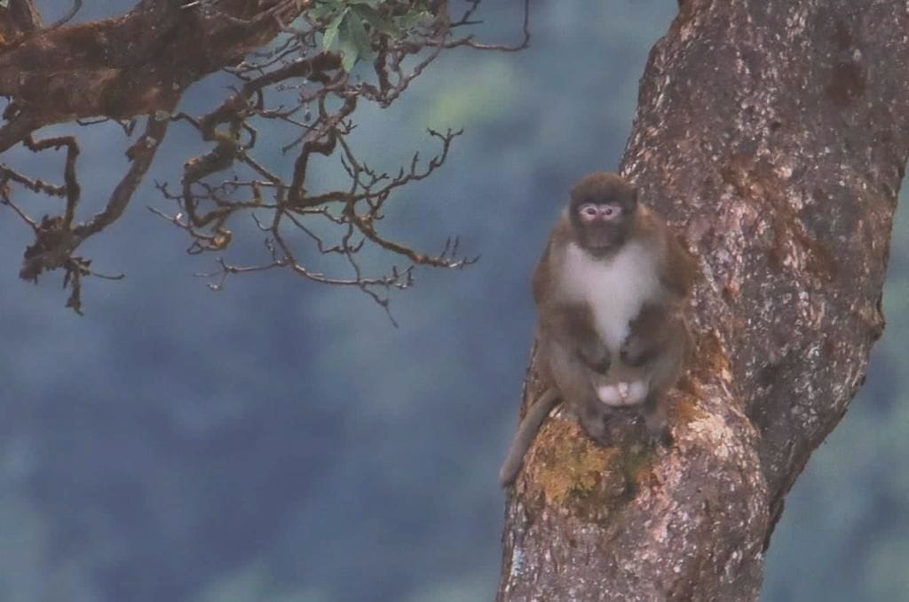 Askot Wildlife Century in Pithauragarh