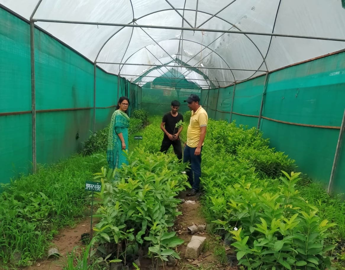 10 to 20 rupees discrease fruit rate in dhaulakuanwa sirmaur