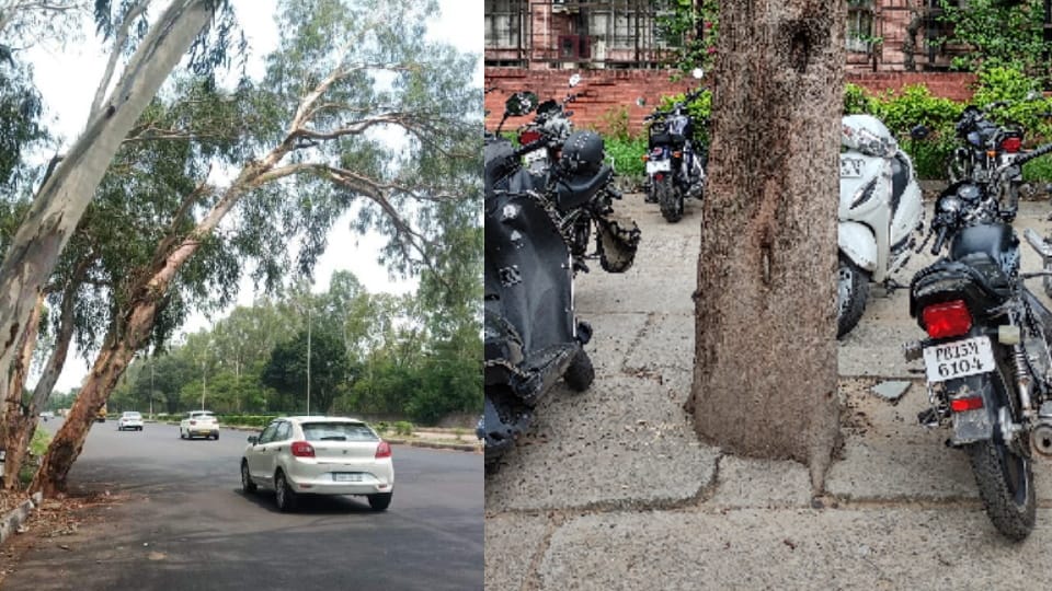 No pruning of trees on time by administration and Horticulture Department of Municipal Corporation in Chandigarh