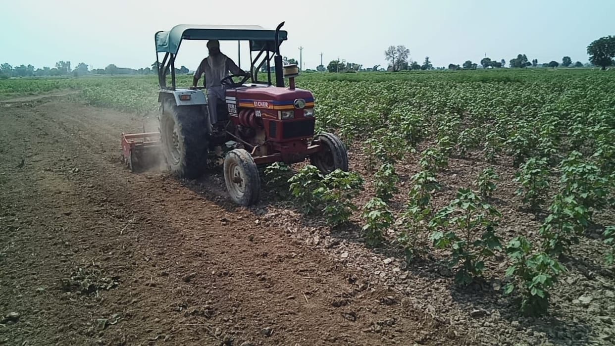 Farmer destroyed 3 acres of soft crop in Tilokewala