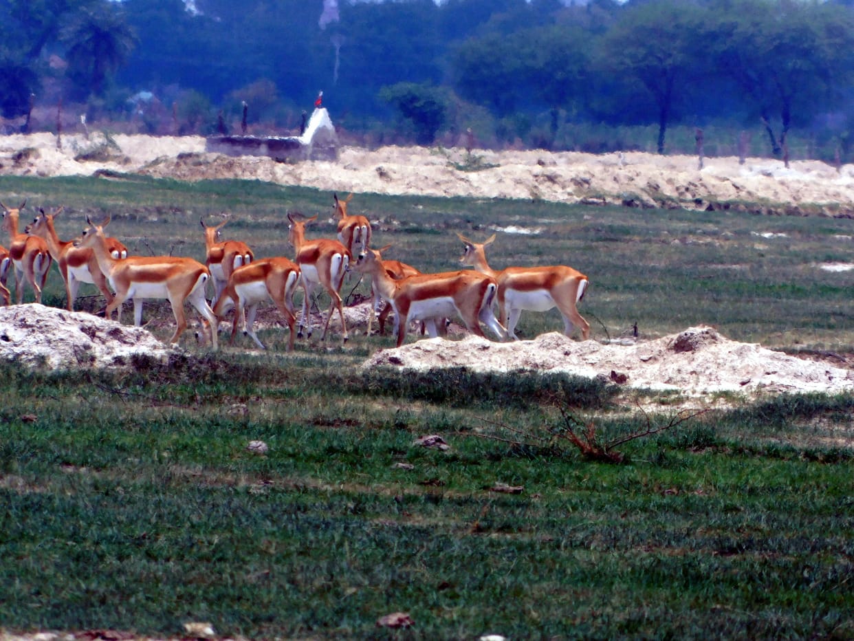 Hathras: Deer drinking dirty drain water, getting sick