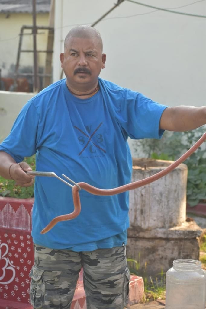 Forest personnel of Dauli range rescued the rare 'Red Coral Khukri' snake.