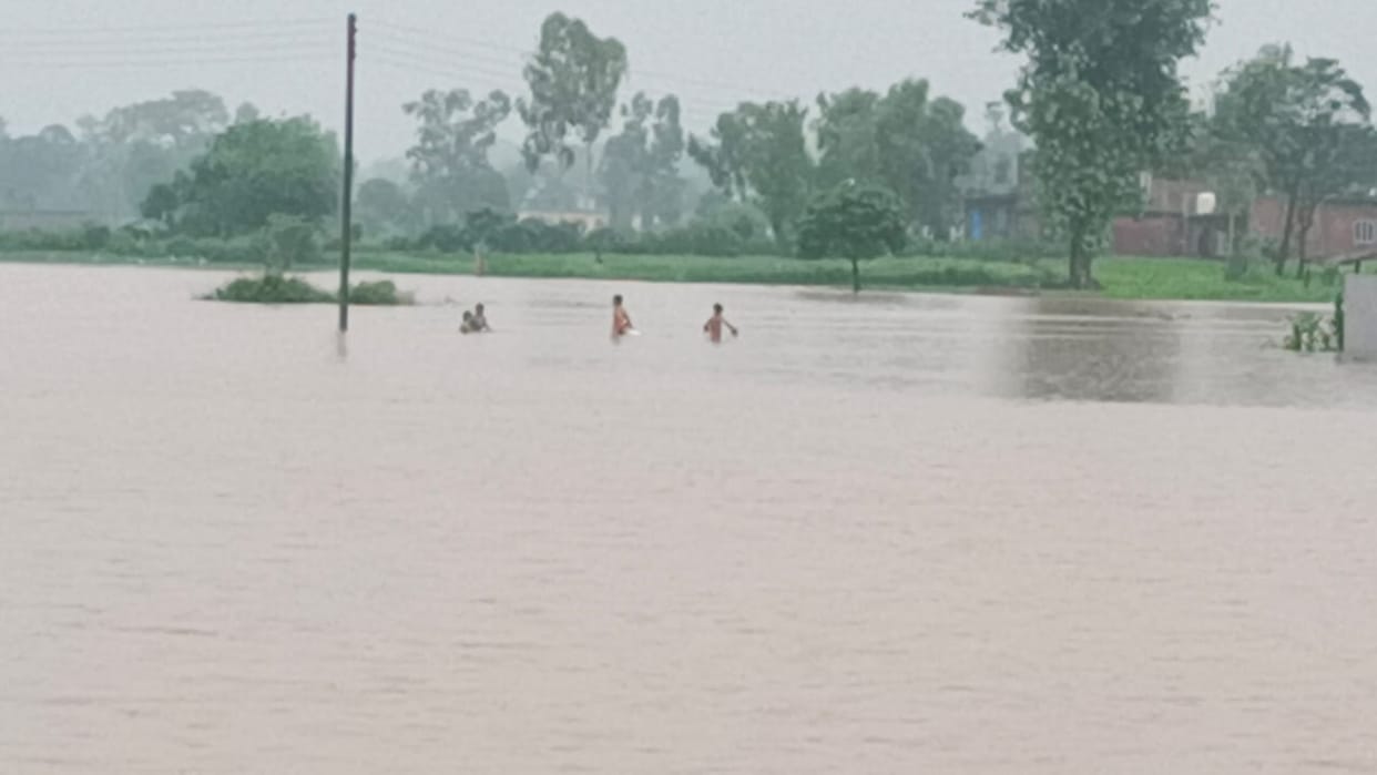 crpos of dhaan in 240 bigha land in miserwala ponta sahib destroyed  due to heavy rain
