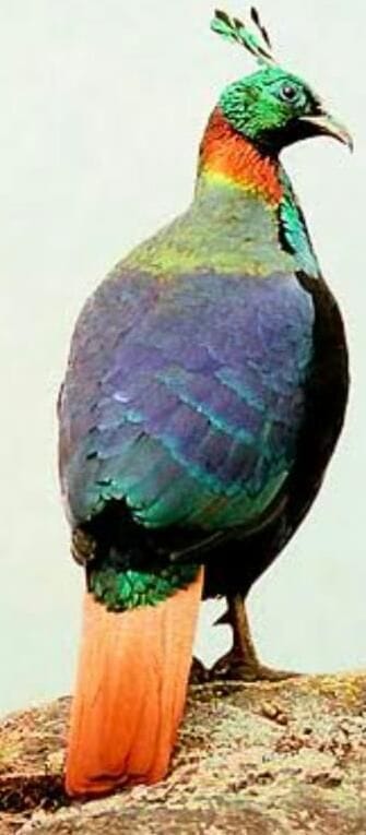 State bird Monal will welcome tourists at the city entrance