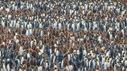 optical Illusion can you see the hidden panda in the picture puzzle quiz in hindi google trends today news in hindi