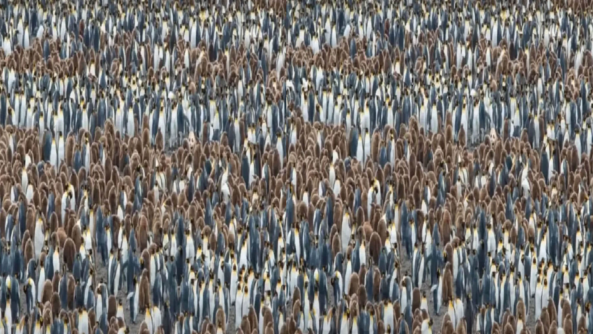 optical Illusion can you see the hidden panda in the picture puzzle quiz in hindi google trends today news in hindi