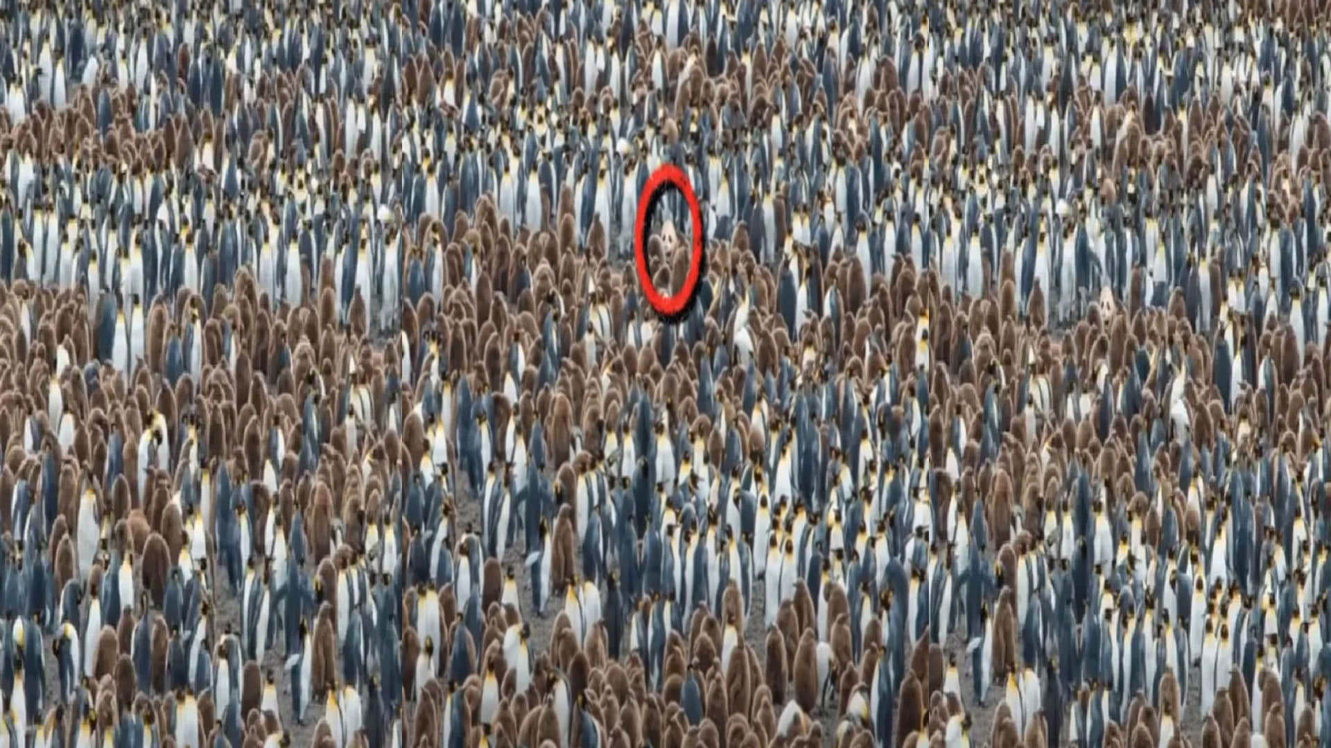 optical Illusion can you see the hidden panda in the picture puzzle quiz in hindi google trends today news in hindi