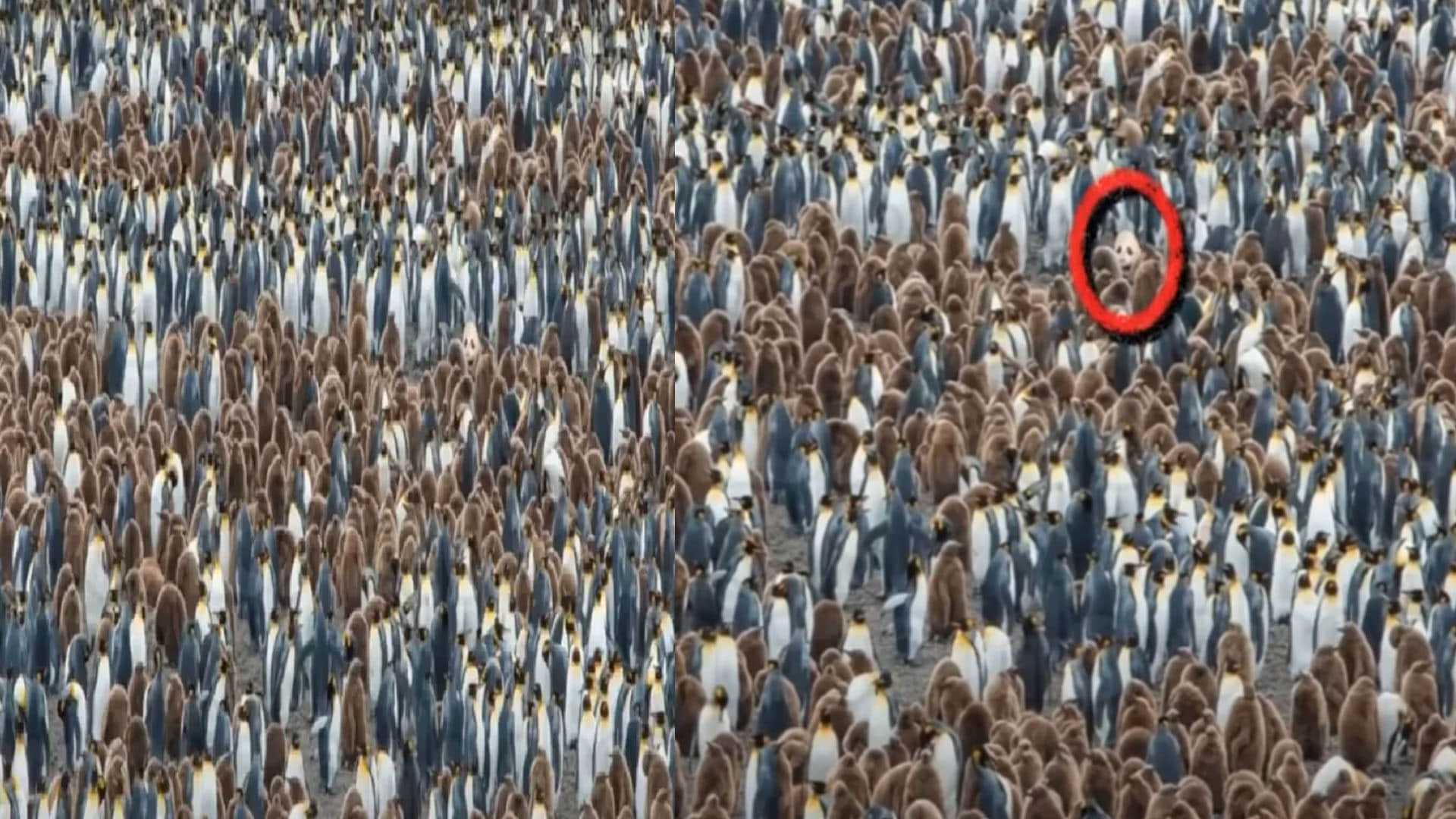 optical Illusion can you see the hidden panda in the picture puzzle quiz in hindi google trends today news in hindi