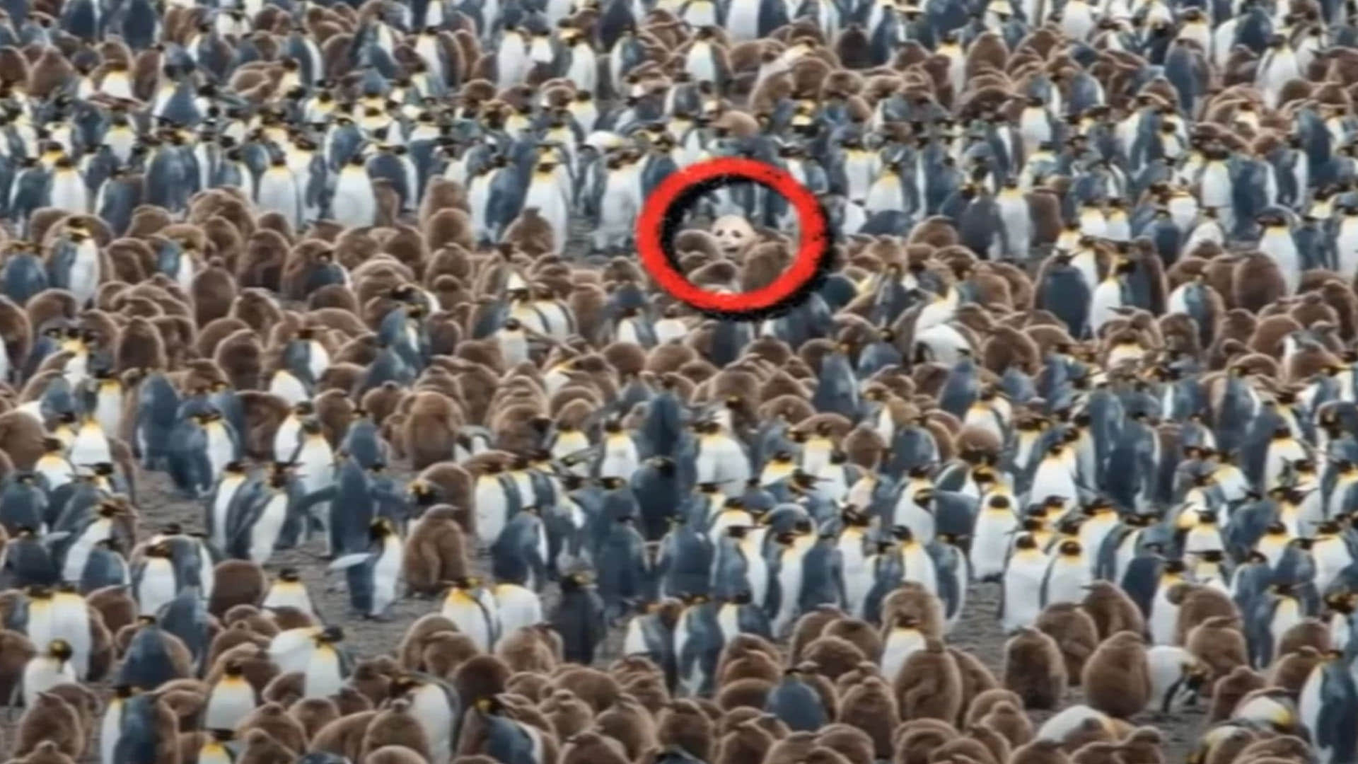 optical Illusion can you see the hidden panda in the picture puzzle quiz in hindi google trends today news in hindi