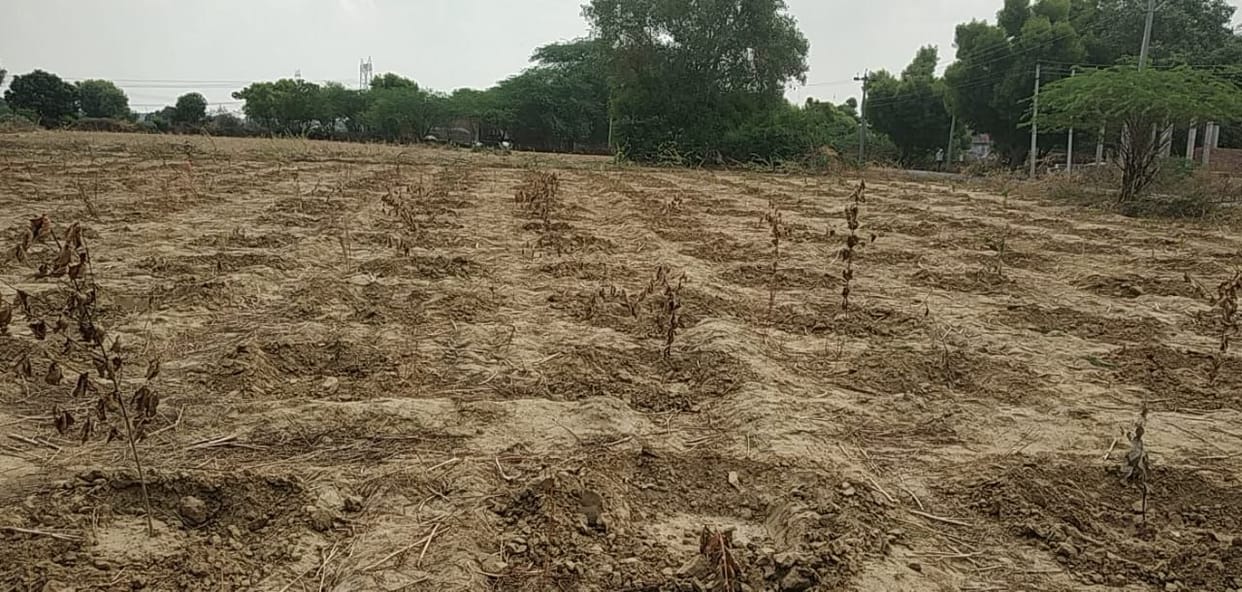 Forgotten conservation by planting saplings, drying up plants