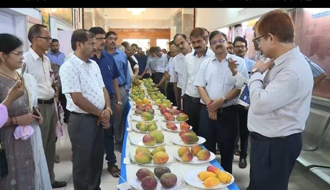 Mango variety in exhibition.