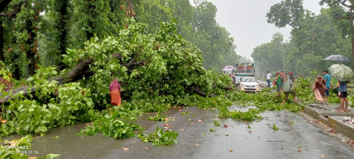 trees fall down in ponta silai nh- and road blocked -  people facing problem
