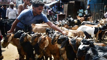 Eid-ul-Azha: 100 kg goat remains the center of attraction in Bakrid market