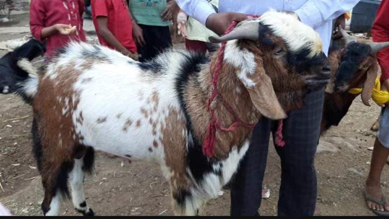 Eid-ul-Azha: 100 kg goat remains the center of attraction in Bakrid market
