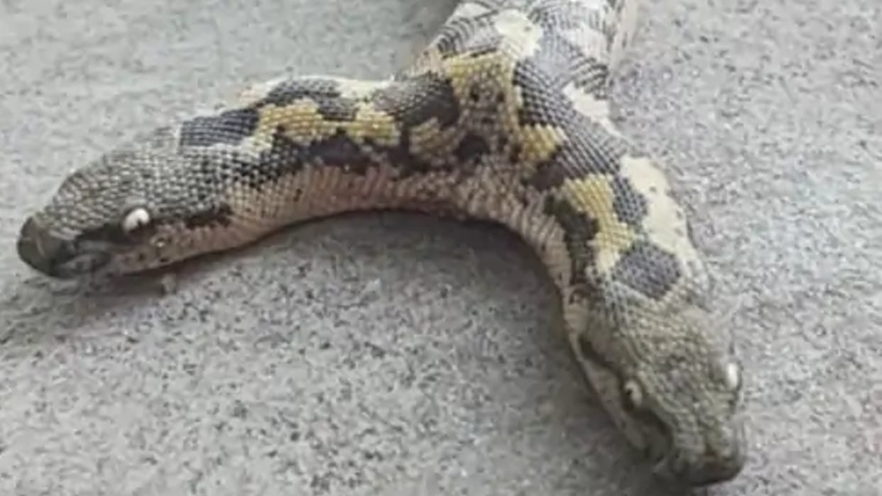Rare snake with two headed and four eyes found in Tonk snake catcher rescued