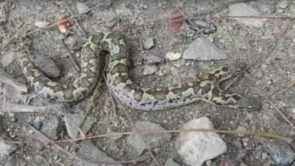 Rare snake with two headed and four eyes found in Tonk snake catcher rescued