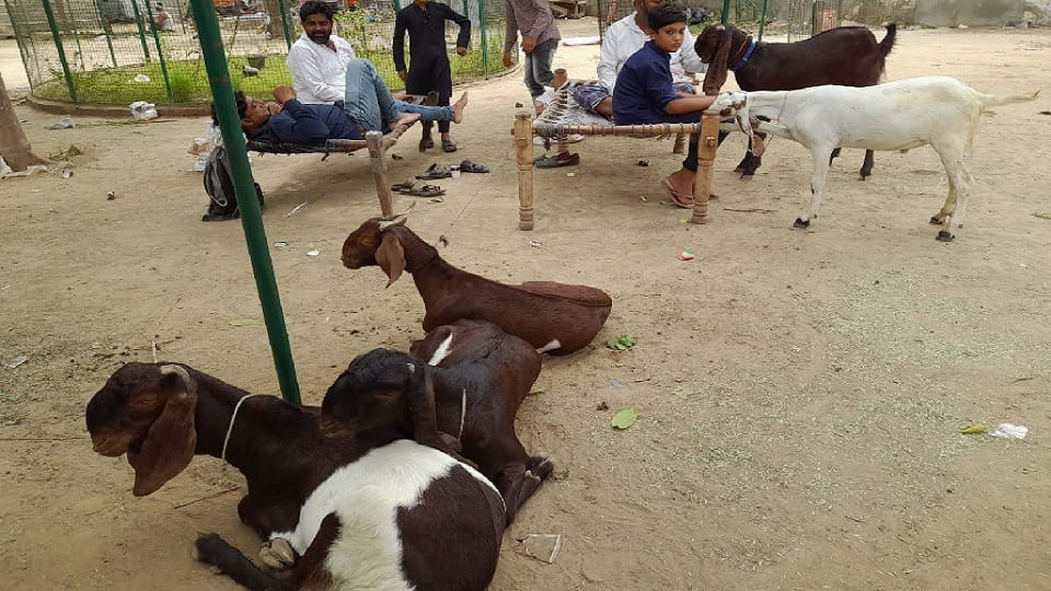 inflation reduced the purchase of goats on bakrid businessman said it never happened in decades which happened this timeakrid: 70 का सोनू 55 हजार में बिका, कारोबारी बोले- दशकों में ऐसा कभी नहीं हुआ; जो इस बार हुआ
